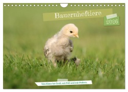 Bauernhoftiere - Von Klein bis Groß, mit Fell und mit Federn. (Wandkalender 2026 DIN A4 quer), CALVENDO Monatskalender - Angela Merk