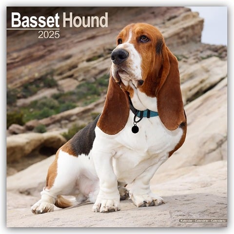 Basset Hound - Bassets 2025- 16-Monatskalender - Avonside Publishing Ltd
