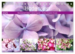 Hortensien Bezauberndes Farbenspiel (Tischkalender 2025 DIN A5 quer), CALVENDO Monatskalender - Gisela Kruse
