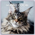 Maine Coon Cats - Maine Coon Katzen 2024 - 16-Monatskalender - Robin Red