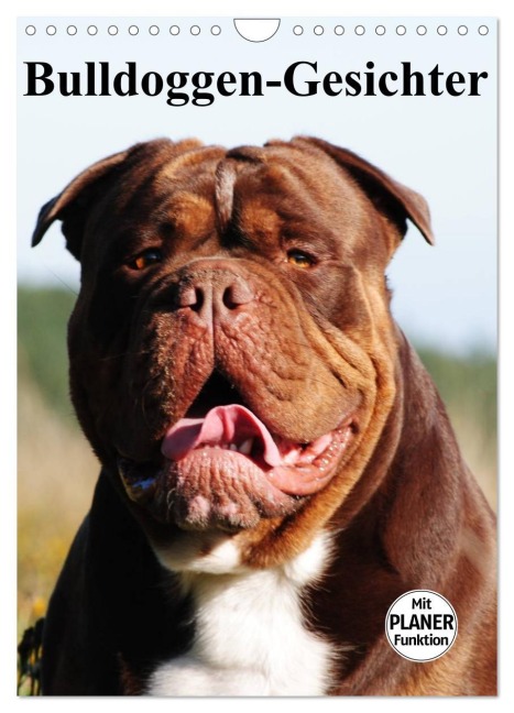 Bulldoggen-Gesichter (Wandkalender 2026 DIN A4 hoch), CALVENDO Monatskalender - Elisabeth Stanzer