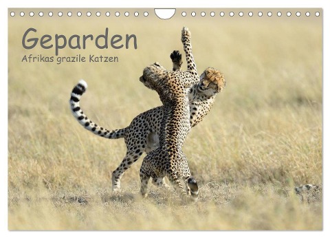 Geparden - Afrikas grazile Katzen (Wandkalender 2024 DIN A4 quer), CALVENDO Monatskalender - Thorsten Jürs