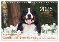 Ein Jahr mit BÄR. Begleiten Sie Bär, den Berner Sennenhund, durch die Jahreszeiten. (Wandkalender 2025 DIN A4 quer), CALVENDO Monatskalender - Sonja Brenner
