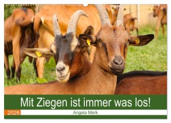 Mit Ziegen ist immer was los! (Wandkalender 2026 DIN A2 quer), CALVENDO Monatskalender - Angela Merk