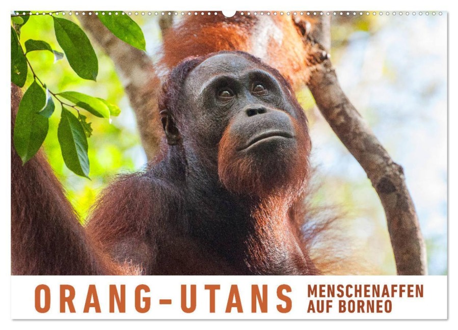 Orang-Utans Menschenaffen auf Borneo (Wandkalender 2026 DIN A2 quer), CALVENDO Monatskalender - Martin Ristl