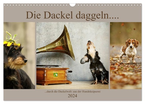 Die Dackel daggeln.... (Wandkalender 2024 DIN A3 quer), CALVENDO Monatskalender - Kathrin Köntopp