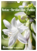 Hostas Herzblattlilien Funkien (Wandkalender 2026 DIN A4 hoch), CALVENDO Monatskalender - Gisela Kruse