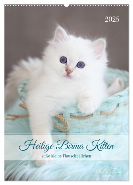 Heilige Birma Kitten - süße kleine Flauschbällchen (Wandkalender 2025 DIN A2 hoch), CALVENDO Monatskalender - Michaela Thoms