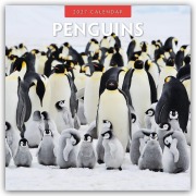 Cover-Bild zum Titel 'Penguins - Pinguine 2027 - 16-Monatskalender' von 'Robin Red'