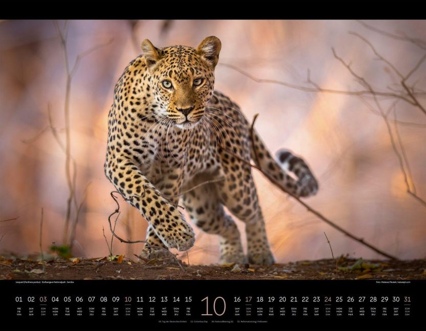 InsideView 10