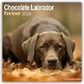 Chocolate Labrador Retriever - Brauner Labrador 2025 - 16-Monatskalender - Avonsisde Publishing Ltd