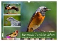 Heimische Vögel des Jahres (Wandkalender 2025 DIN A3 quer), CALVENDO Monatskalender - Claudia Kleemann