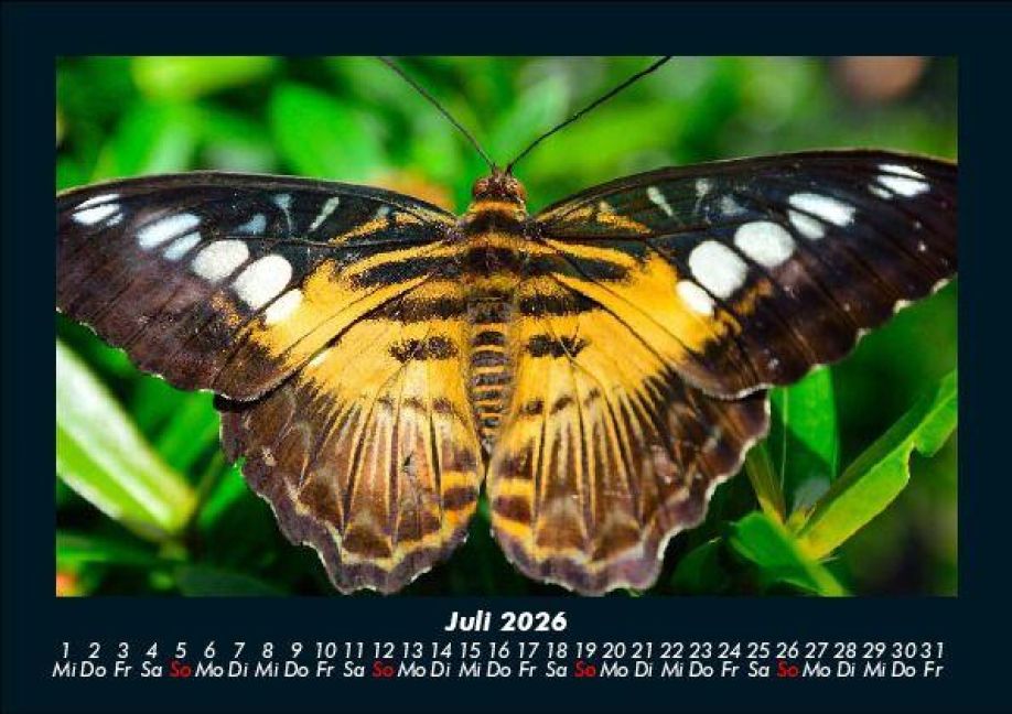 InsideView 11