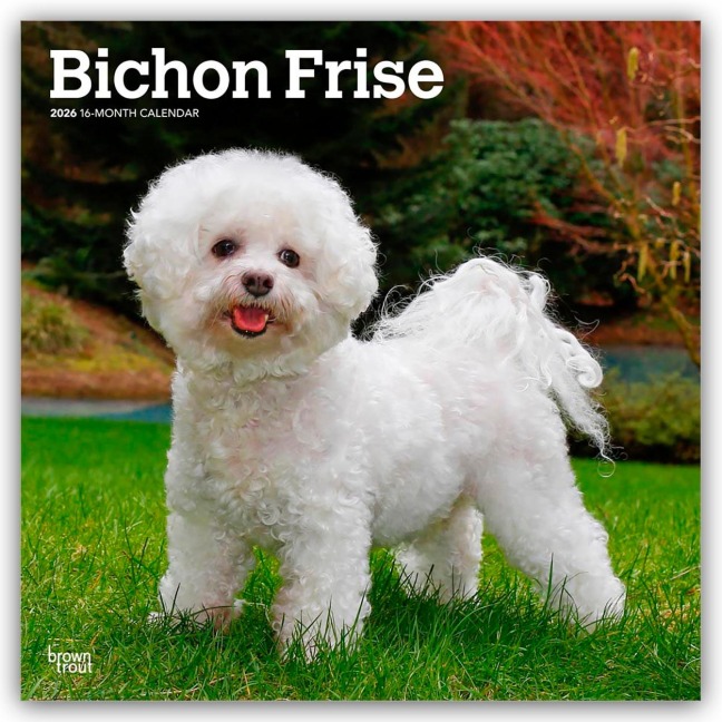 Bichon Frisé 2026 - 16-Monatskalender - Browntrout Publishers