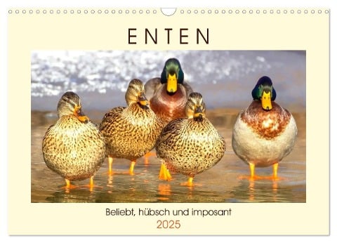 Enten. Beliebt, hübsch und imposant (Wandkalender 2025 DIN A3 quer), CALVENDO Monatskalender - Rose Hurley