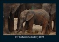 Der Elefantenkalender 2023 Fotokalender DIN A5 - Tobias Becker