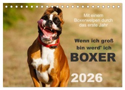 Cover-Bild zum Titel 'Wenn ich groß bin werd' ich Boxer (Tischkalender 2026 DIN A5 quer), CALVENDO Monatskalender' von 'Kerstin Mielke'