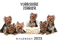 Yorkshire Terrier - Bibi Hübsch
