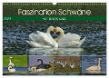 Faszination Schwäne (Wandkalender 2024 DIN A3 quer), CALVENDO Monatskalender - René Schaack