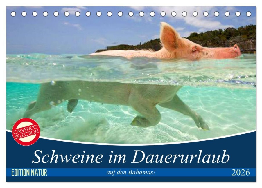 Schweine im Dauerurlaub auf den Bahamas! (Tischkalender 2026 DIN A5 quer), CALVENDO Monatskalender - Elisabeth Stanzer