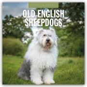 Old English Sheepdogs - Bobtail 2026 - 16-Monatskalender - Robin Red