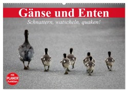 Gänse und Enten. Schnattern, watscheln, quaken! (Wandkalender 2025 DIN A2 quer), CALVENDO Monatskalender - Elisabeth Stanzer