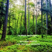 Cover-Bild zum Titel 'Im Wald verborgen -  wo Leben wächst und sich leise versteckt' von 'Petra Fürst'