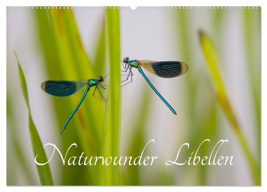 Naturwunder Libellen (Wandkalender 2026 DIN A2 quer), CALVENDO Monatskalender - Renee Söhner - Morgensraus