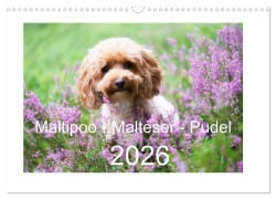 Cover-Bild zum Titel 'Maltipoo - Malteser -Pudel (Wandkalender 2026 DIN A3 quer), CALVENDO Monatskalender' von 'Heidi Bollich www. heidi-bollich. de'