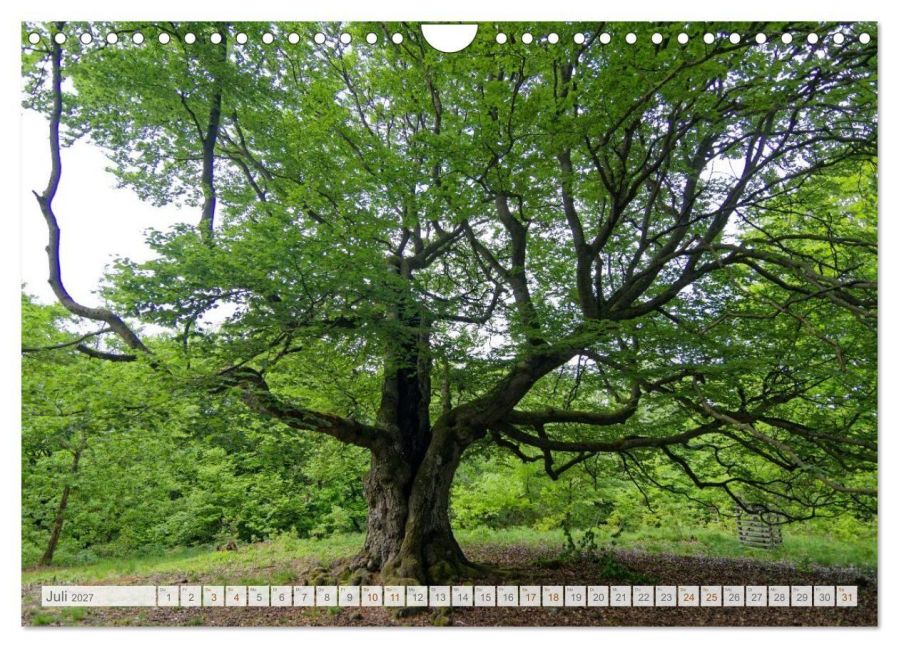 InsideView 12