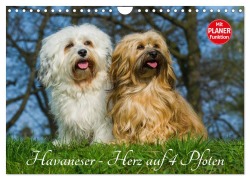 Cover-Bild zum Titel 'Havaneser - Herz auf 4 Pfoten (Wandkalender 2026 DIN A4 quer), CALVENDO Monatskalender' von 'Sigrid Starick'
