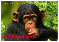 Cover-Bild zum Titel 'Schimpansen (Tischkalender 2026 DIN A5 quer), CALVENDO Monatskalender' von 'Elisabeth Stanzer'