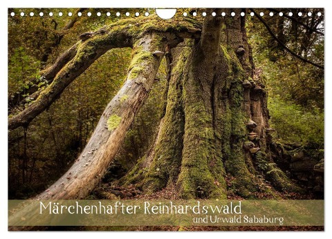 Märchenhafter Reinhardswald und Urwald Sababurg (Wandkalender 2024 DIN A4 quer), CALVENDO Monatskalender - Michael Pohl