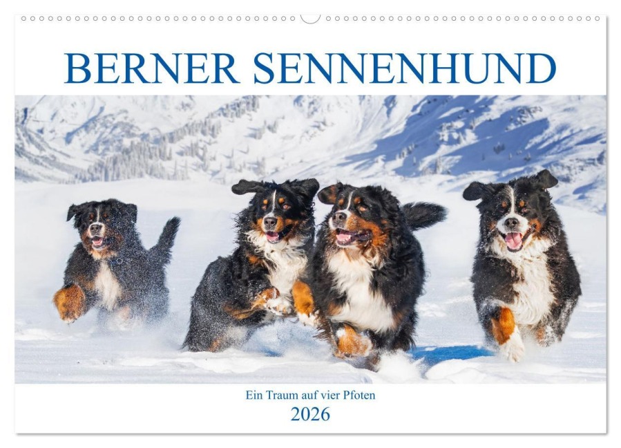 Berner Sennenhund - Ein Traum auf vier Pfoten (Wandkalender 2026 DIN A2 quer), CALVENDO Monatskalender - Sigrid Starick