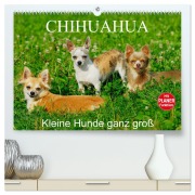 Chihuahua - Kleine Hunde ganz groß (hochwertiger Premium Wandkalender 2026 DIN A2 quer), Kunstdruck in Hochglanz - Sigrid Starick