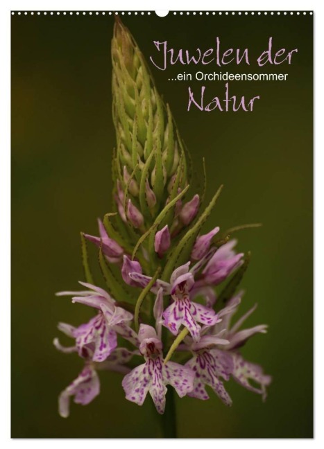 Juwelen der Natur - Ein Orchideensommer (Wandkalender 2027 DIN A2 hoch), CALVENDO Monatskalender - Dirk Stamm