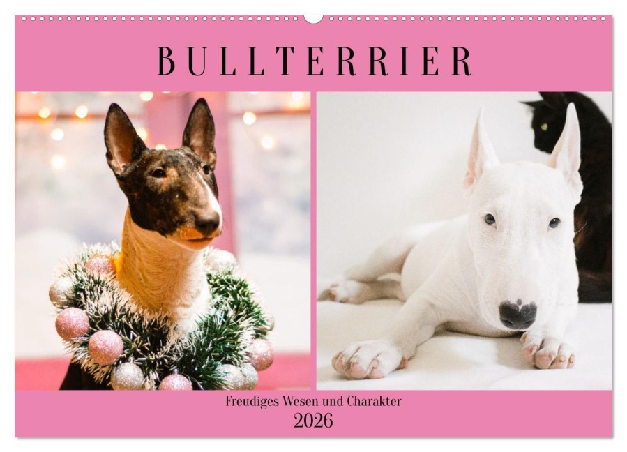 Bullterrier. Freudiges Wesen und Charakter (Wandkalender 2026 DIN A2 quer), CALVENDO Monatskalender - Rose Hurley