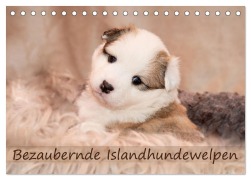 Cover-Bild zum Titel 'Bezaubernde Islandhundewelpen (Tischkalender 2026 DIN A5 quer), CALVENDO Monatskalender' von 'Monika Scheurer'
