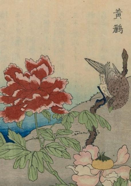 Carnet Blanc, Oiseaux Étrangers - 