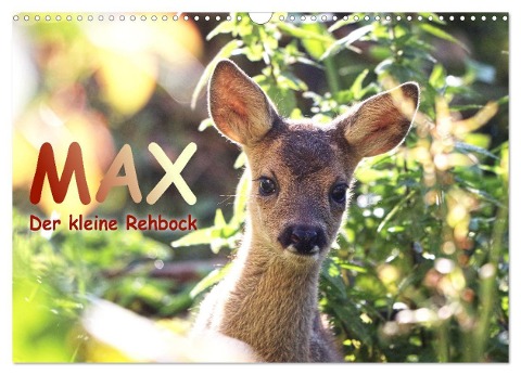 Max, der kleine Rehbock (Wandkalender 2025 DIN A3 quer), CALVENDO Monatskalender - Sabine Löwer