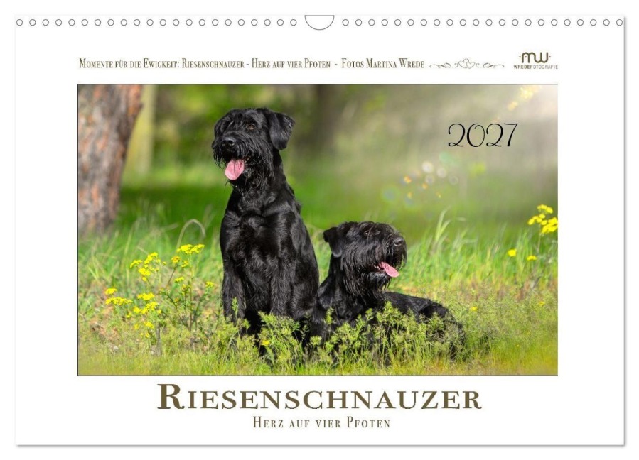 Riesenschnauzer - Herz auf vier Pfoten (Wandkalender 2027 DIN A3 quer), CALVENDO Monatskalender - Martina Wrede - Wredefotografie