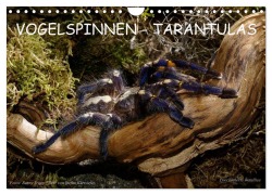Cover-Bild zum Titel 'Vogelspinnen - Tarantulas (Wandkalender 2027 DIN A4 quer), CALVENDO Monatskalender' von 'Benny Trapp'