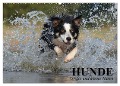 Hunde. Große und kleine Nasen (Wandkalender 2024 DIN A2 quer), CALVENDO Monatskalender - Elisabeth Stanzer