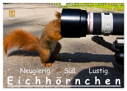 Eichhörnchen (Wandkalender 2024 DIN A3 quer), CALVENDO Monatskalender - Ralph Reichert