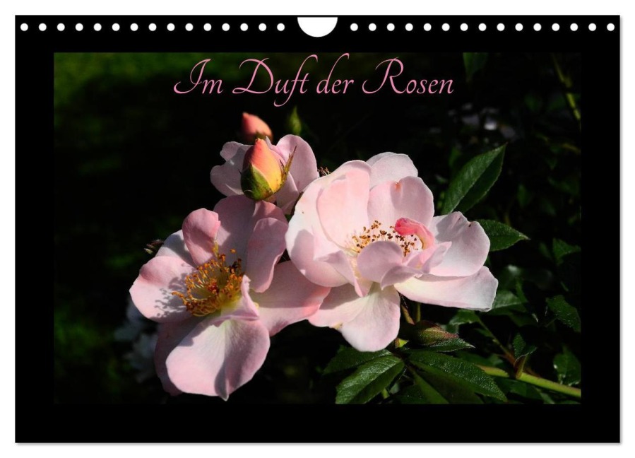 Im Duft der Rosen (Wandkalender 2026 DIN A4 quer), CALVENDO Monatskalender - Heribert Saal