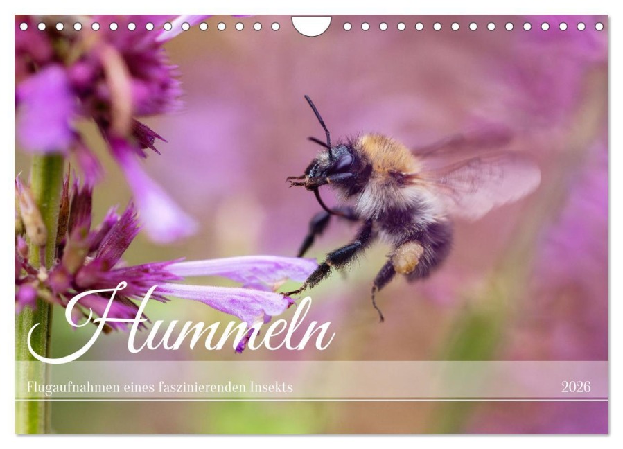 Hummeln - Flugaufnahmen eines faszinierenden Insekts (Wandkalender 2026 DIN A4 quer), CALVENDO Monatskalender - Christian Müller