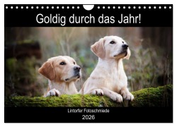 Cover-Bild zum Titel 'Goldig durch das Jahr! (Wandkalender 2026 DIN A4 quer), CALVENDO Monatskalender' von 'Jennifer Bohlmann'