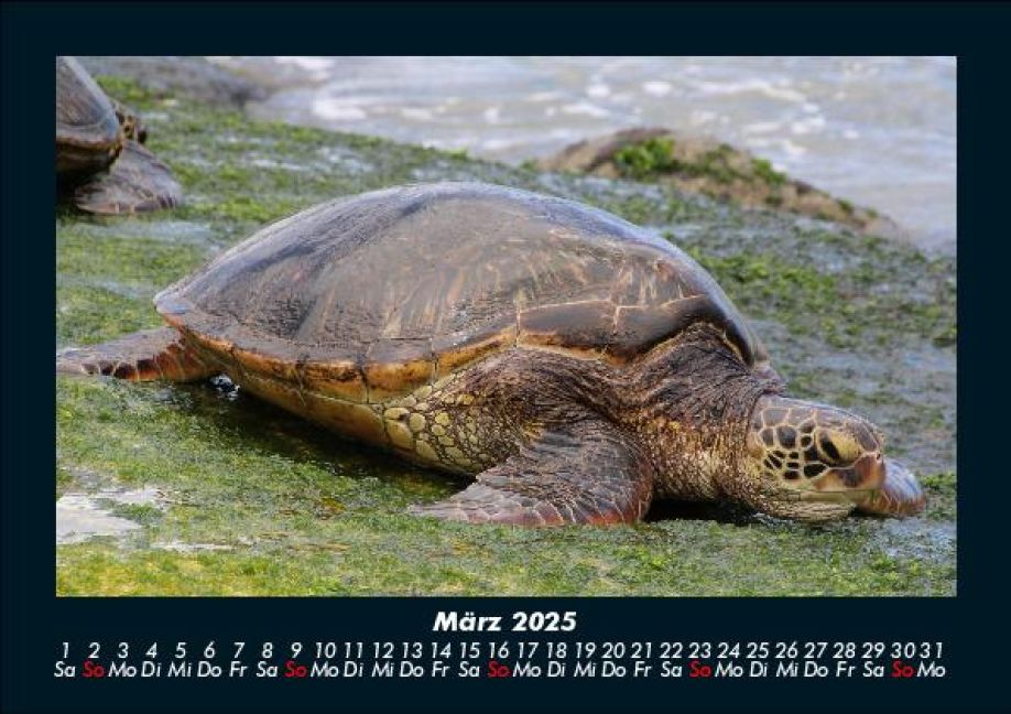 InsideView 7