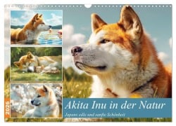 Akita Inu in der Natur. Japans edle und sanfte Schönheit (Wandkalender 2026 DIN A3 quer), CALVENDO Monatskalender - Rose Hurley