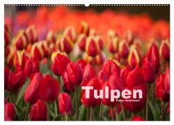 Cover-Bild zum Titel 'Tulpen (Wandkalender 2026 DIN A2 quer), CALVENDO Monatskalender' von 'Peter Schickert'
